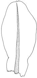 Plagiomnium novae-zelandiae, perichaetial leaf. Drawn from B.H. Macmillan 89/104, CHR 461943.
 Image: R.C. Wagstaff © Landcare Research 2018 
